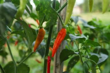 Farklı olgunlukta biber üreten organik bir tarlada kırmızı biber ya da kırmızı biber.