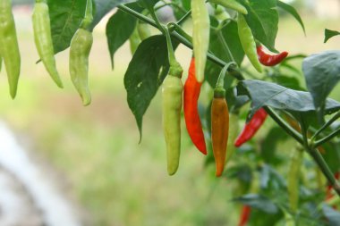 Farklı olgunlukta biber üreten organik bir tarlada kırmızı biber ya da kırmızı biber.