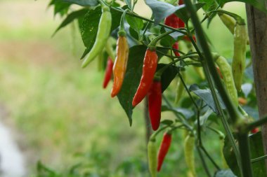 Farklı olgunlukta biber üreten organik bir tarlada kırmızı biber ya da kırmızı biber.