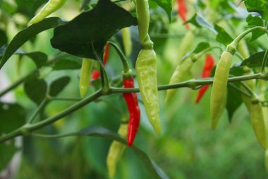 Farklı olgunlukta biber üreten organik bir tarlada kırmızı biber ya da kırmızı biber.