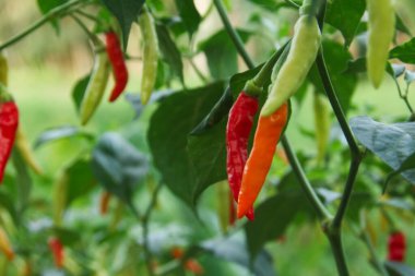 Farklı olgunlukta biber üreten organik bir tarlada kırmızı biber ya da kırmızı biber.