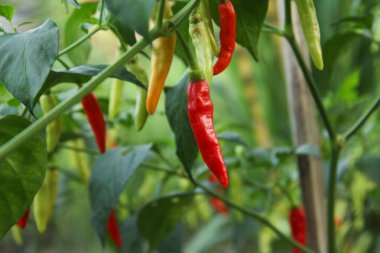 Farklı olgunlukta biber üreten organik bir tarlada kırmızı biber ya da kırmızı biber.