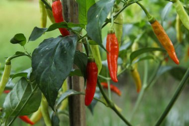 Farklı olgunlukta biber üreten organik bir tarlada kırmızı biber ya da kırmızı biber.