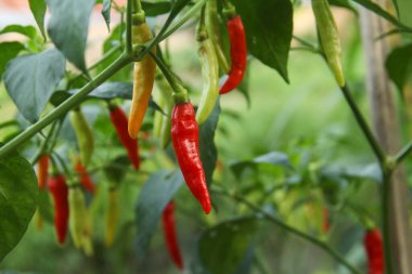 Farklı olgunlukta biber üreten organik bir tarlada kırmızı biber ya da kırmızı biber.