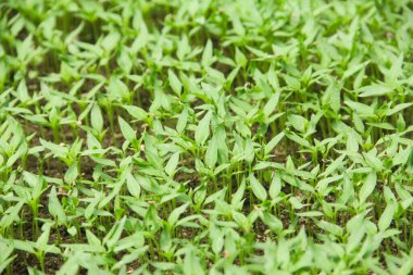 Kıvırcık biber ya da yıllık Capsicum tarımı verimli humus toprağının yüzeyine ekilerek, fidanlık arazisine küçük kırmızı biber ekilir.