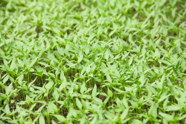 Kıvırcık biber ya da yıllık Capsicum tarımı verimli humus toprağının yüzeyine ekilerek, fidanlık arazisine küçük kırmızı biber ekilir.