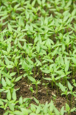 Kıvırcık biber ya da yıllık Capsicum tarımı verimli humus toprağının yüzeyine ekilerek, fidanlık arazisine küçük kırmızı biber ekilir.