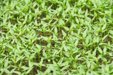 Kıvırcık biber ya da yıllık Capsicum tarımı verimli humus toprağının yüzeyine ekilerek, fidanlık arazisine küçük kırmızı biber ekilir.