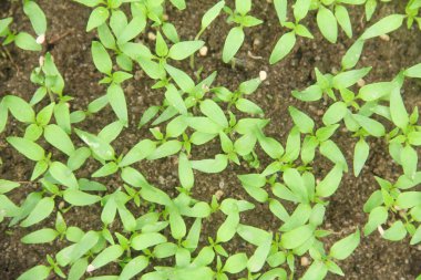 Kıvırcık biber ya da yıllık Capsicum tarımı verimli humus toprağının yüzeyine ekilerek, fidanlık arazisine küçük kırmızı biber ekilir.