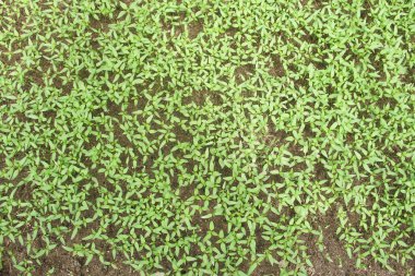 Kıvırcık biber ya da yıllık Capsicum tarımı verimli humus toprağının yüzeyine ekilerek, fidanlık arazisine küçük kırmızı biber ekilir.