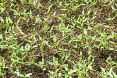 Kıvırcık biber ya da yıllık Capsicum tarımı verimli humus toprağının yüzeyine ekilerek, fidanlık arazisine küçük kırmızı biber ekilir.