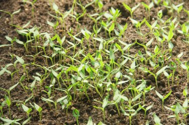 Kıvırcık biber ya da yıllık Capsicum tarımı verimli humus toprağının yüzeyine ekilerek, fidanlık arazisine küçük kırmızı biber ekilir.