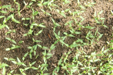 Kıvırcık biber ya da yıllık Capsicum tarımı verimli humus toprağının yüzeyine ekilerek, fidanlık arazisine küçük kırmızı biber ekilir.