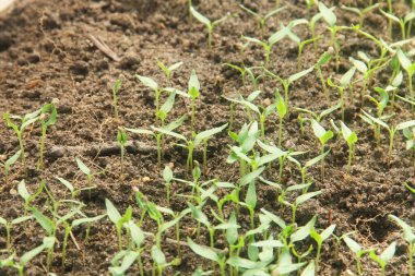 Kıvırcık biber ya da yıllık Capsicum tarımı verimli humus toprağının yüzeyine ekilerek, fidanlık arazisine küçük kırmızı biber ekilir.