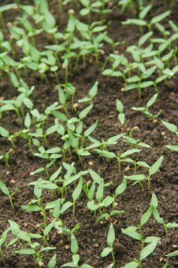 Kıvırcık biber ya da yıllık Capsicum tarımı verimli humus toprağının yüzeyine ekilerek, fidanlık arazisine küçük kırmızı biber ekilir.