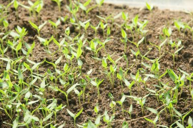 Kıvırcık biber ya da yıllık Capsicum tarımı verimli humus toprağının yüzeyine ekilerek, fidanlık arazisine küçük kırmızı biber ekilir.