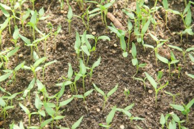 Kıvırcık biber ya da yıllık Capsicum tarımı verimli humus toprağının yüzeyine ekilerek, fidanlık arazisine küçük kırmızı biber ekilir.