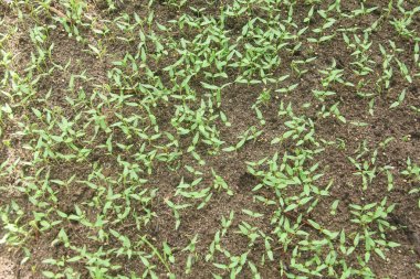 Kıvırcık biber ya da yıllık Capsicum tarımı verimli humus toprağının yüzeyine ekilerek, fidanlık arazisine küçük kırmızı biber ekilir.