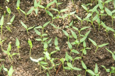 Kıvırcık biber ya da yıllık Capsicum tarımı verimli humus toprağının yüzeyine ekilerek, fidanlık arazisine küçük kırmızı biber ekilir.