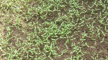 Kıvırcık biber ya da yıllık Capsicum tarımı verimli humus toprağının yüzeyine ekilerek, fidanlık arazisine küçük kırmızı biber ekilir.