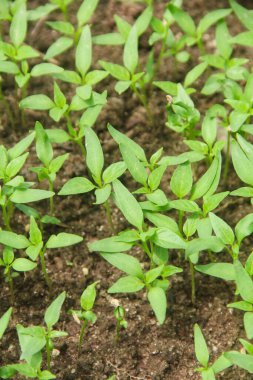 Kıvırcık biber ya da yıllık Capsicum tarımı verimli humus toprağının yüzeyine ekilerek, fidanlık arazisine küçük kırmızı biber ekilir.