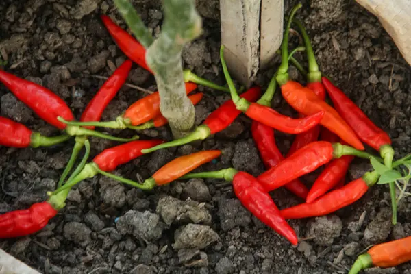 Capsicum frutescens veya kırmızıbiber olgunlaşmış organik bir çiftlikte bir çiftçi tarafından yeni hasat edilmiş.