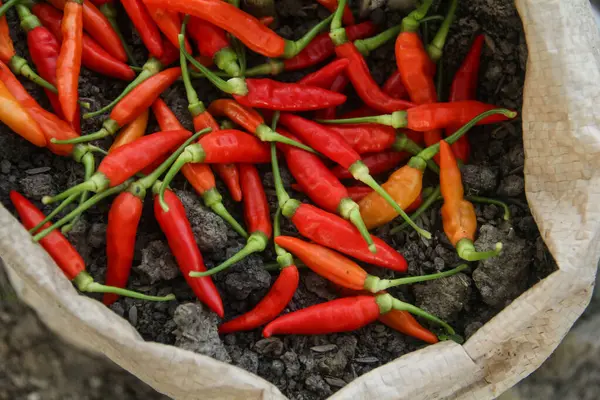 Capsicum frutescens veya kırmızıbiber olgunlaşmış organik bir çiftlikte bir çiftçi tarafından yeni hasat edilmiş.