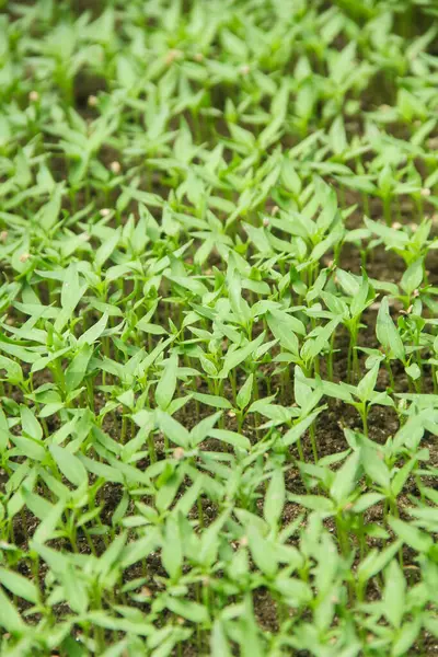 Kıvırcık biber ya da yıllık Capsicum tarımı verimli humus toprağının yüzeyine ekilerek, fidanlık arazisine küçük kırmızı biber ekilir.