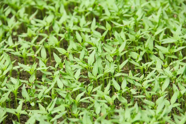 Kıvırcık biber ya da yıllık Capsicum tarımı verimli humus toprağının yüzeyine ekilerek, fidanlık arazisine küçük kırmızı biber ekilir.