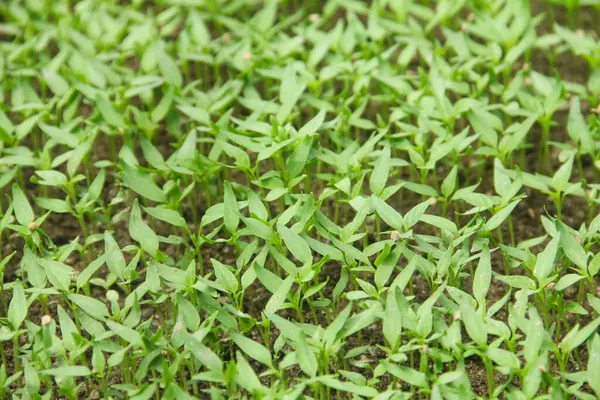 Kıvırcık biber ya da yıllık Capsicum tarımı verimli humus toprağının yüzeyine ekilerek, fidanlık arazisine küçük kırmızı biber ekilir.