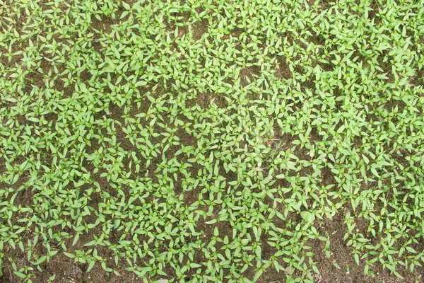 Kıvırcık biber ya da yıllık Capsicum tarımı verimli humus toprağının yüzeyine ekilerek, fidanlık arazisine küçük kırmızı biber ekilir.