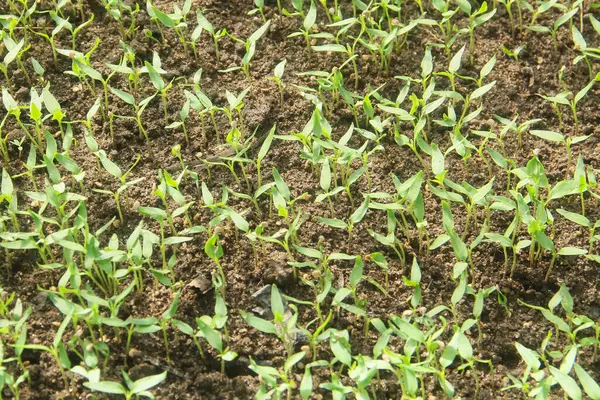 Kıvırcık biber ya da yıllık Capsicum tarımı verimli humus toprağının yüzeyine ekilerek, fidanlık arazisine küçük kırmızı biber ekilir.