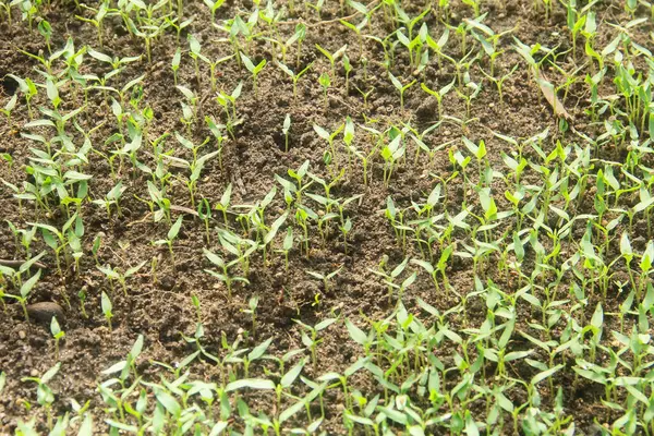 Kıvırcık biber ya da yıllık Capsicum tarımı verimli humus toprağının yüzeyine ekilerek, fidanlık arazisine küçük kırmızı biber ekilir.