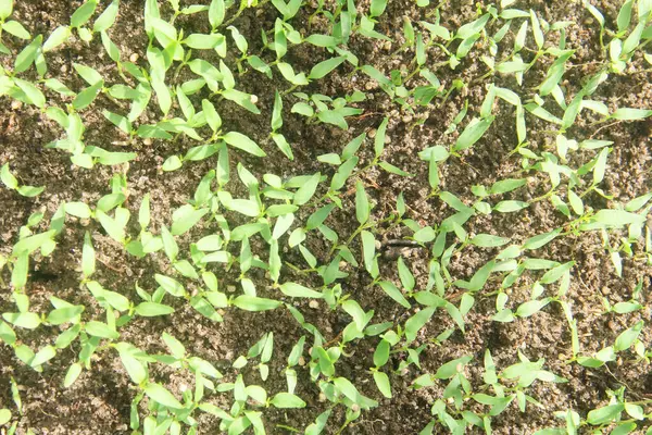 Kıvırcık biber ya da yıllık Capsicum tarımı verimli humus toprağının yüzeyine ekilerek, fidanlık arazisine küçük kırmızı biber ekilir.