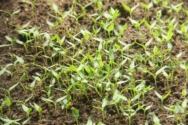 Kıvırcık biber ya da yıllık Capsicum tarımı verimli humus toprağının yüzeyine ekilerek, fidanlık arazisine küçük kırmızı biber ekilir.