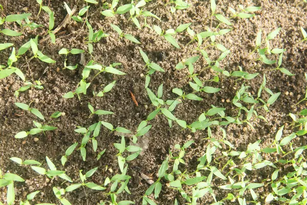 Kıvırcık biber ya da yıllık Capsicum tarımı verimli humus toprağının yüzeyine ekilerek, fidanlık arazisine küçük kırmızı biber ekilir.