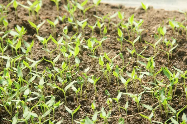 Kıvırcık biber ya da yıllık Capsicum tarımı verimli humus toprağının yüzeyine ekilerek, fidanlık arazisine küçük kırmızı biber ekilir.