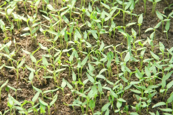 Kıvırcık biber ya da yıllık Capsicum tarımı verimli humus toprağının yüzeyine ekilerek, fidanlık arazisine küçük kırmızı biber ekilir.