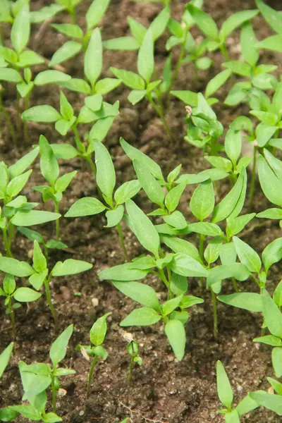 Kıvırcık biber ya da yıllık Capsicum tarımı verimli humus toprağının yüzeyine ekilerek, fidanlık arazisine küçük kırmızı biber ekilir.
