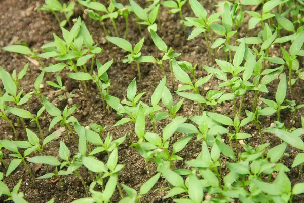 Kıvırcık biber ya da yıllık Capsicum tarımı verimli humus toprağının yüzeyine ekilerek, fidanlık arazisine küçük kırmızı biber ekilir.