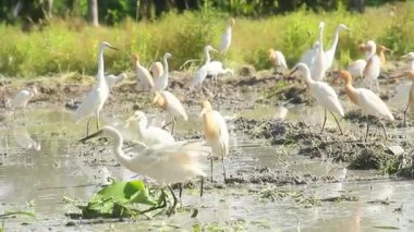 Küçük balıkçıl (