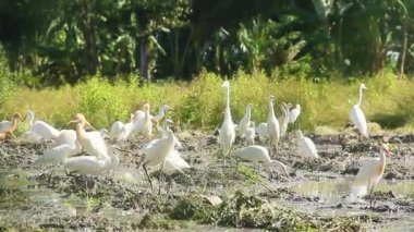 Küçük balıkçıl (
