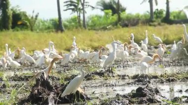 Küçük balıkçıl (