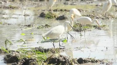 Küçük balıkçıl (