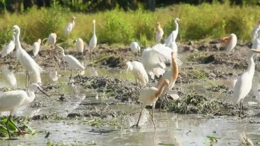 Küçük balıkçıl (