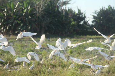 Pirinç tarlalarındaki küçük balıkçıl ya da Egretta Garzetta, pirinç tarlalarının üzerinde uçan küçük balıkçıl sürüsü.