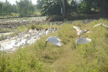 Pirinç tarlalarındaki küçük balıkçıl ya da Egretta Garzetta, pirinç tarlalarının üzerinde uçan küçük balıkçıl sürüsü.