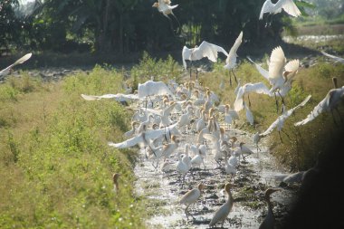 Pirinç tarlalarındaki küçük balıkçıl ya da Egretta Garzetta, pirinç tarlalarının üzerinde uçan küçük balıkçıl sürüsü.