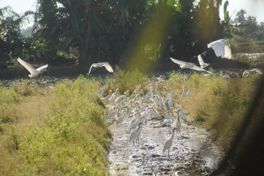 Pirinç tarlalarındaki küçük balıkçıl ya da Egretta Garzetta, pirinç tarlalarının üzerinde uçan küçük balıkçıl sürüsü.