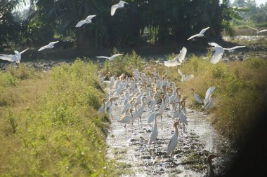 Pirinç tarlalarındaki küçük balıkçıl ya da Egretta Garzetta, pirinç tarlalarının üzerinde uçan küçük balıkçıl sürüsü.